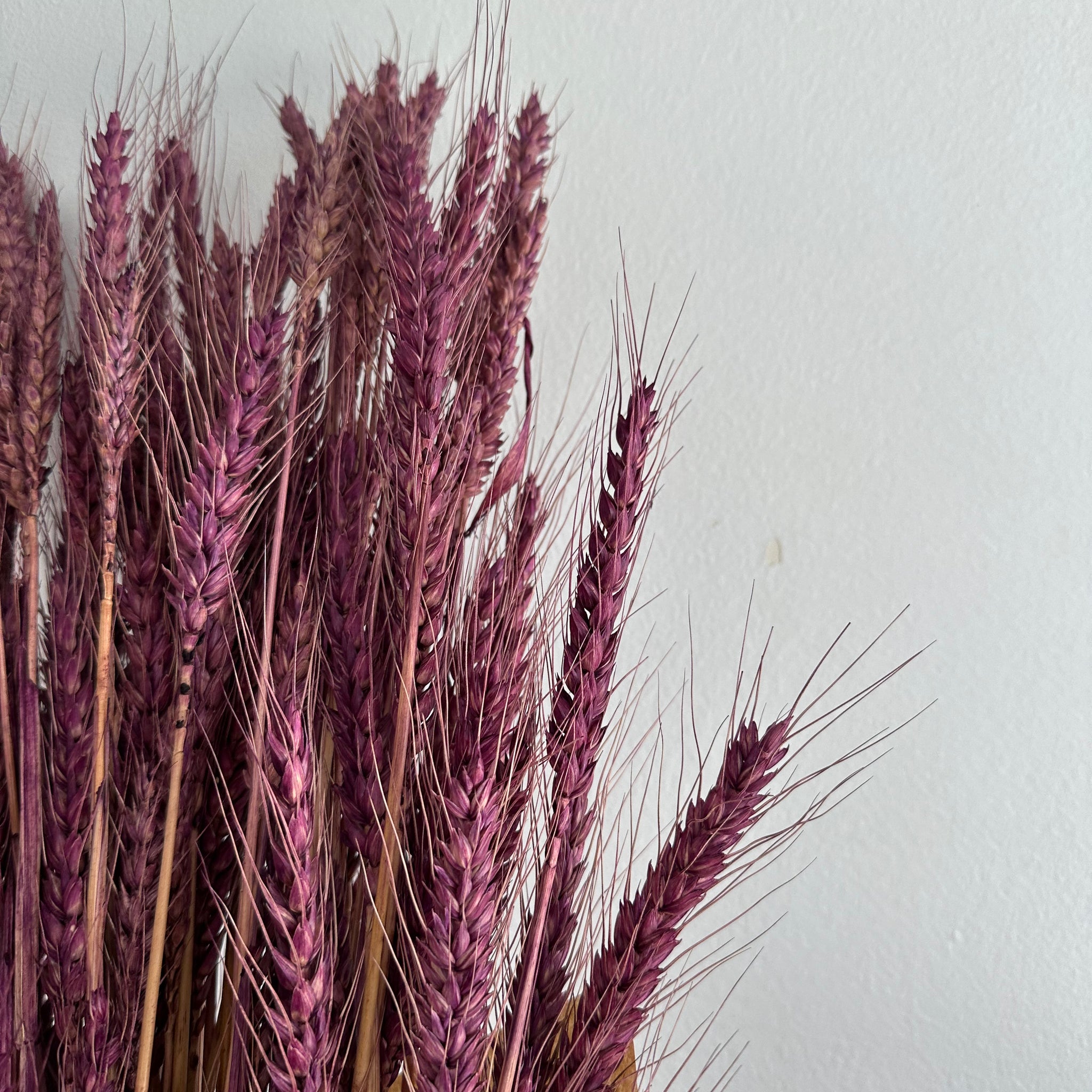 Dried Wheat Bouquet - Purple Small