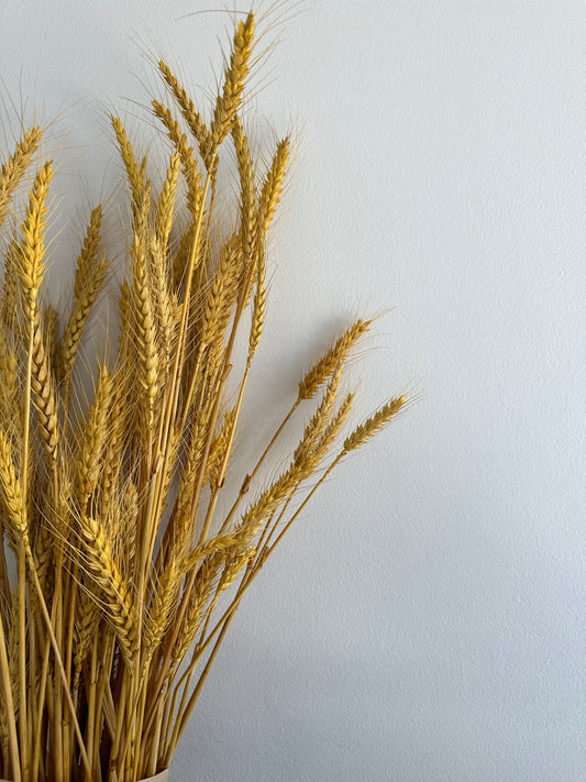 Dried Wheat Bouquet - Bright Yellow Grande