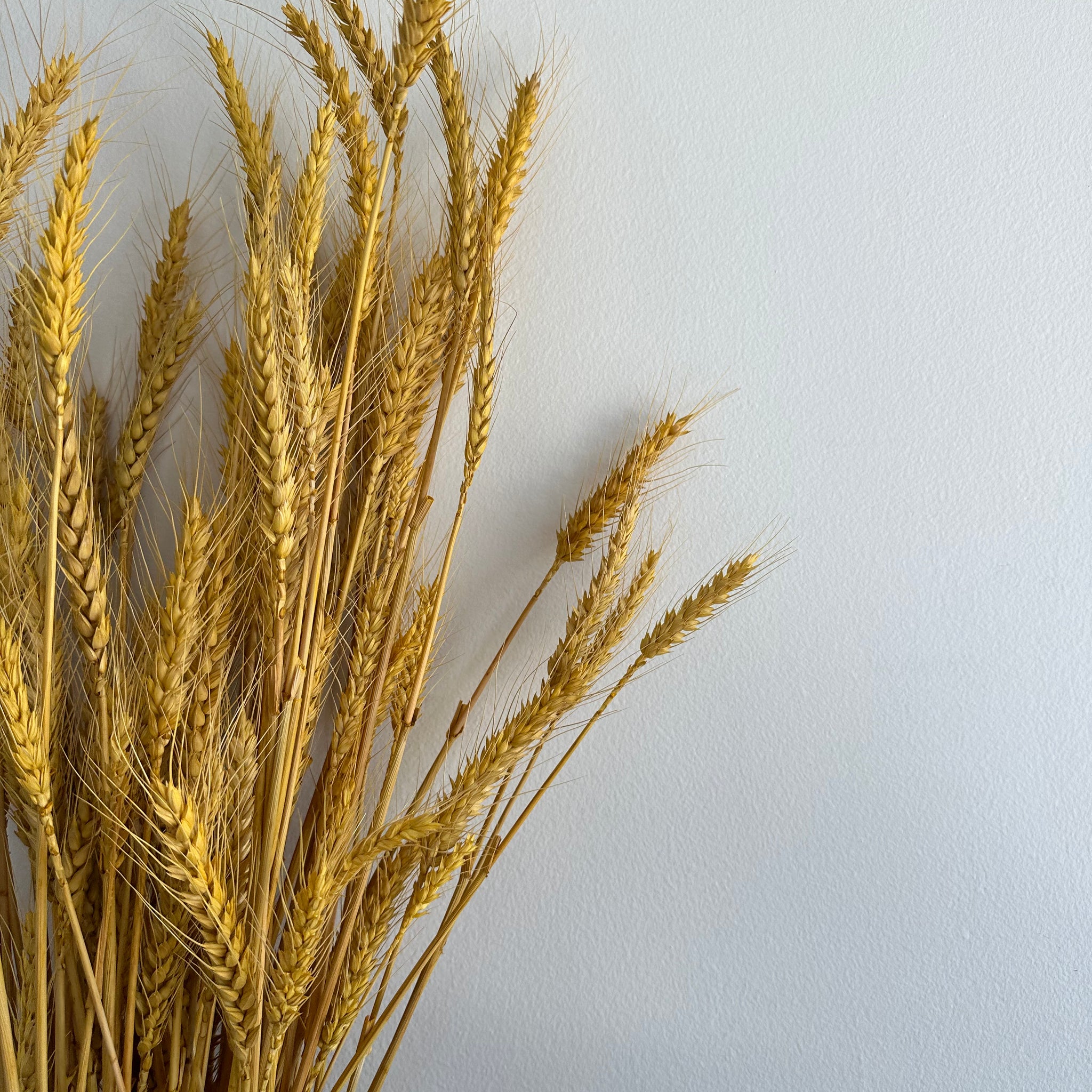 Dried Wheat Bouquet -bright yellow medium